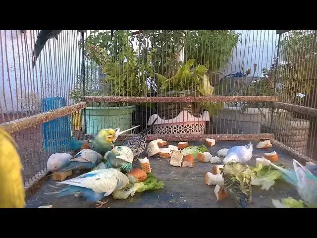 'Video thumbnail for Rainbow Parakeet 101 A Stunning Showcase of Colorful Grace in Aviculture!'
