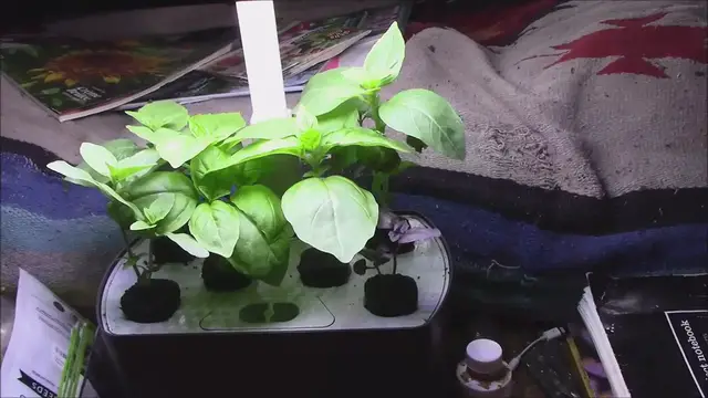 'Video thumbnail for AEROGARDEN HYDROPONIC BASIL'