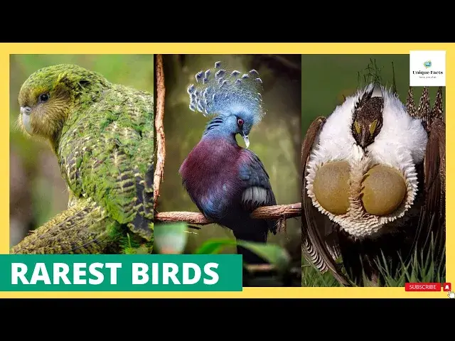 'Video thumbnail for The RAREST BIRDS In The World 🐦| UNIQUE FACTS'