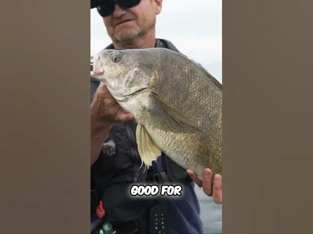 'Video thumbnail for This Fish Has JEWELS in its HEAD !'