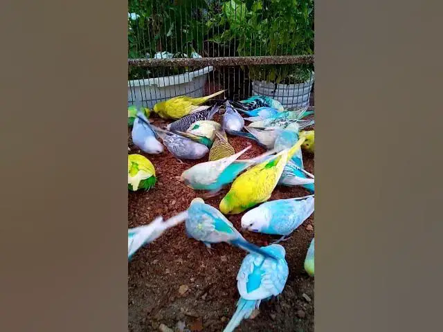 'Video thumbnail for This Amazon bird toy is SO COOL#birds#parrot #birdslover #budgis #lovebirds #budgiegar #cute #health'