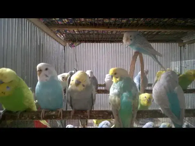'Video thumbnail for When Budgies Get Flirty 😘🎶  Cute & Funny Bird Behavior'