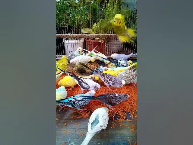 'Video thumbnail for This Amazon bird toy is SO COOL#birds#parrot #birdslover #budgis #lovebirds #budgiegar #cute #health'