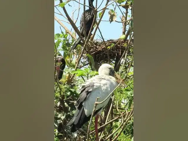 'Video thumbnail for Wow Nice Gain Bird A lot  EP 36 #birds #nestbird #birdalot #birdfeed #birdeat'