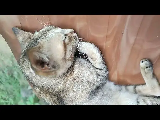 'Video thumbnail for Sleeping cat don't awake me'
