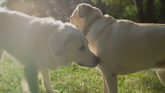 'Video thumbnail for Unearthing the Mystery: Why Does My Dog Dig At Me? Understanding the Curious Behavior and Instincts Behind It'