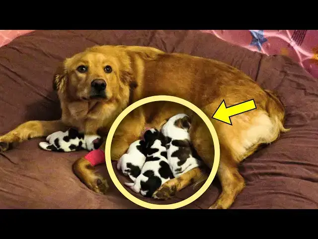 'Video thumbnail for Mama Dog Looks Confused After Giving Birth To Four Baby Cows'