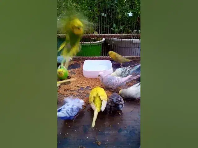 'Video thumbnail for This Amazon bird toy is SO COOL#birds#parrot #birdslover #budgis #lovebirds #budgiegar #cute #health'