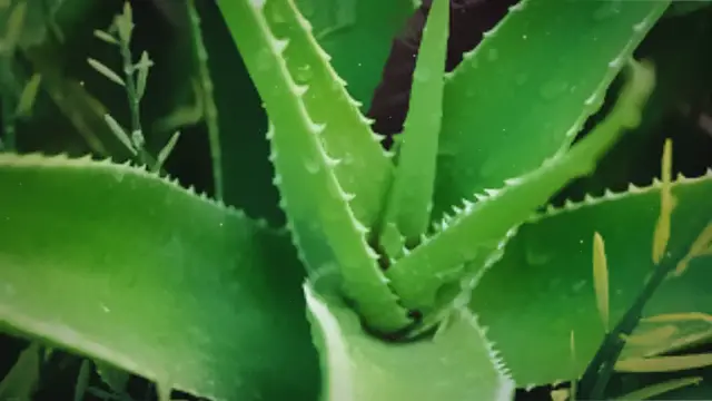 'Video thumbnail for Aloe vera (babosa) para iniciantes'