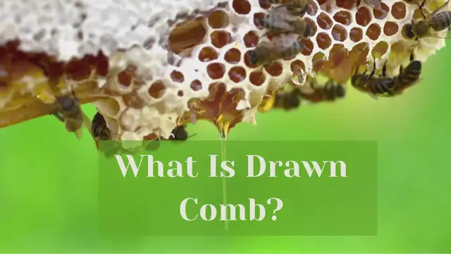 'Video thumbnail for What Is Drawn Comb?'