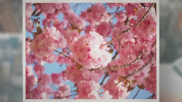 'Video thumbnail for Why Are Cherries So Expensive?'