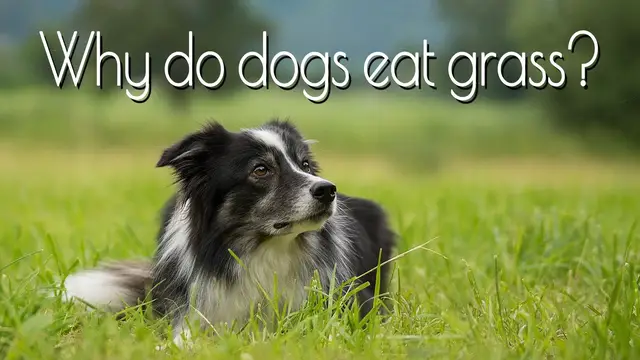 'Video thumbnail for Why do dogs eat grass'