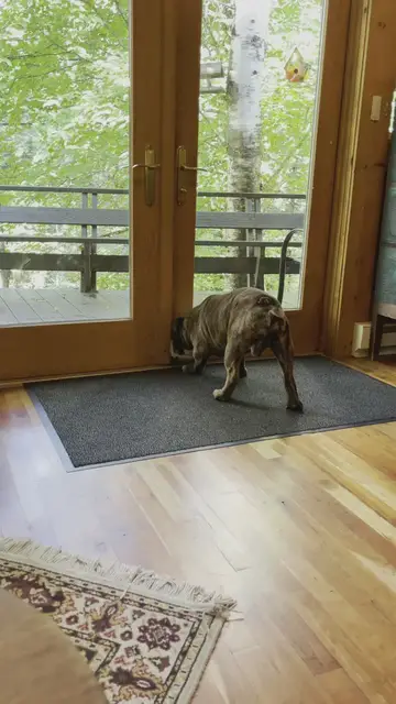 'Video thumbnail for Bulldog Whimpering'