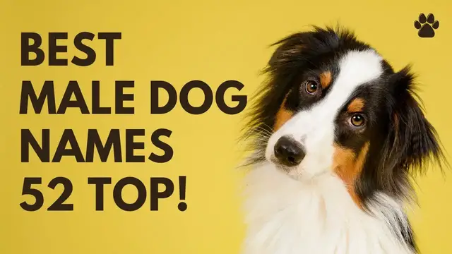 'Video thumbnail for Best Male Dog Names 52 CUTE & TOP & UNIQUE Ideas'
