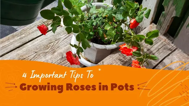 'Video thumbnail for 4 Important Tips to Growing Roses in Pots'