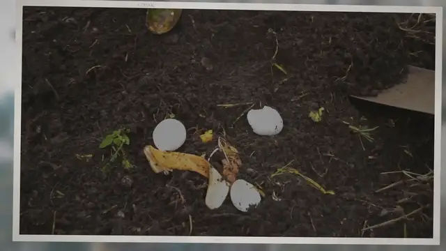 'Video thumbnail for What is compost, its types and how to make compost at home'