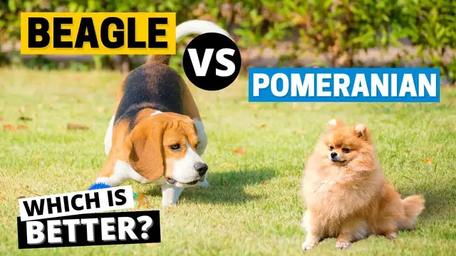'Video thumbnail for Beagle vs Pomeranian - Which One is Right for You?'