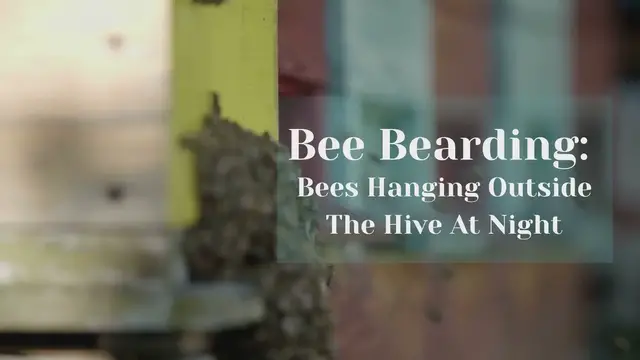 'Video thumbnail for Bee Bearding: Bees Hanging Outside The Hive At Night'