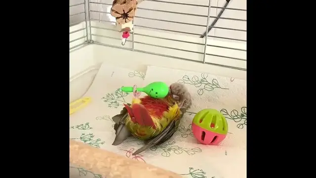 'Video thumbnail for Conure parrot toys'