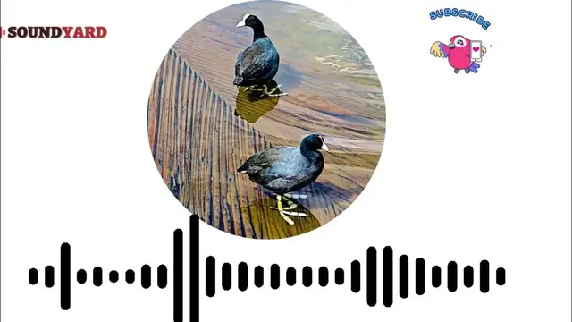 'Video thumbnail for [AUDIOGRAM VERSION] Hawaiian Coot Sound, Hawaiian Coot Call and Song'