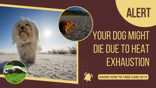 'Video thumbnail for 7 Signs of Heat Exhaustion In Dogs | Pets Guide'