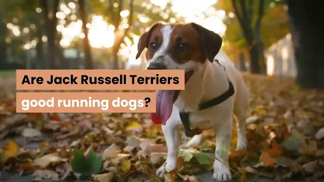 'Video thumbnail for Are Jack Russells Good Running Dogs?'