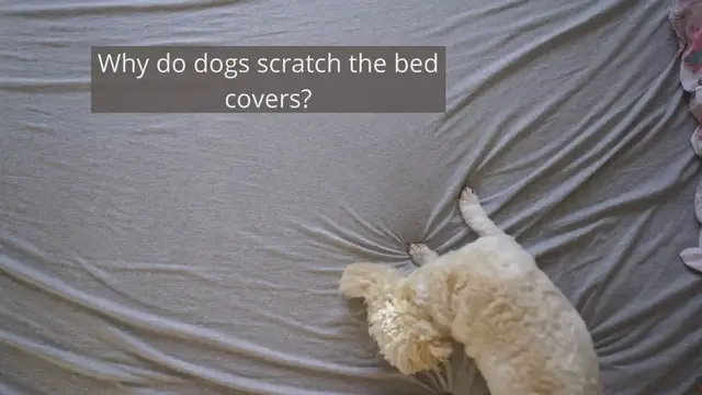 'Video thumbnail for Why does my dog scratch my bed sheets?'