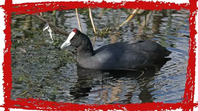 'Video thumbnail for Red-knobbed Coot (Fulica cristata) Call| Red-knobbed Coot Sound & Song | Red-knobbed Coot Video'