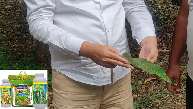 'Video thumbnail for “Mango Leaf Comparison: Organic vs. Conventional”'