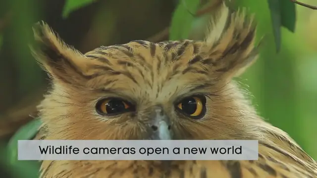 'Video thumbnail for How to record wildlife in your garden'