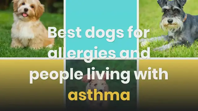 'Video thumbnail for Best Dogs For Allergies And People Living With Asthma'