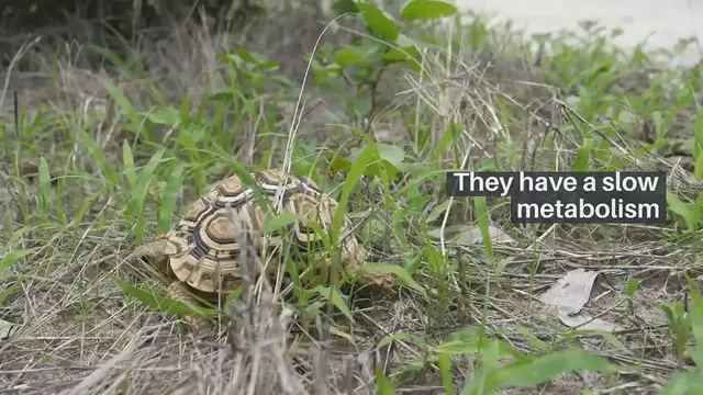 'Video thumbnail for Why Are Tortoises Slow'