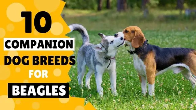 'Video thumbnail for 10 Best Companion Dog Breeds for your Beagle'