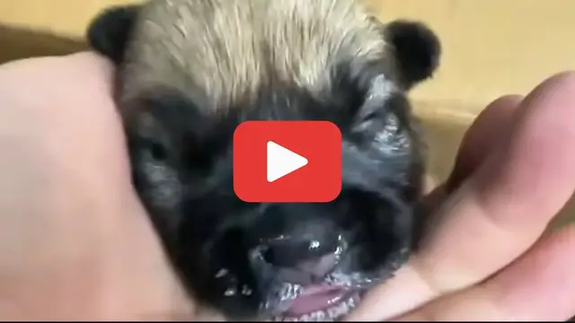'Video thumbnail for Left to Die Over Superstition鈥擝ut This Newborn Was Destined to Survive'