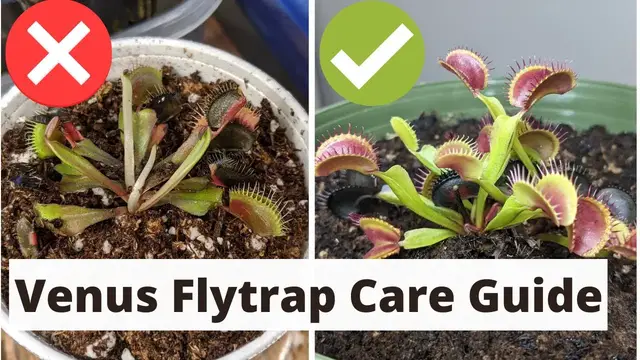 'Video thumbnail for The Complete Venus Fly Trap Care Guide ?'