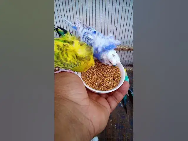'Video thumbnail for This Amazon bird toy is SO COOL#birds#parrot #birdslover #budgis #lovebirds #budgiegar #cute #health'