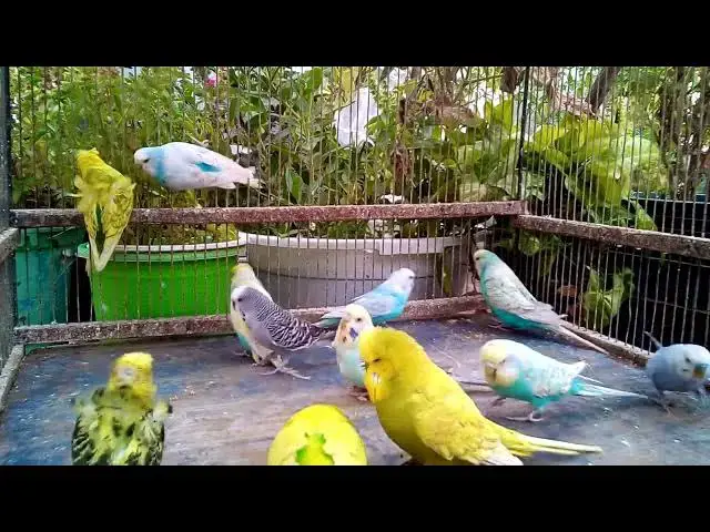 'Video thumbnail for 🤣 Angry Parrot Throws EPIC Tantrum! 🦜 Too Funny!#ParrotComedy #BirdHumor #LaughingParrot'