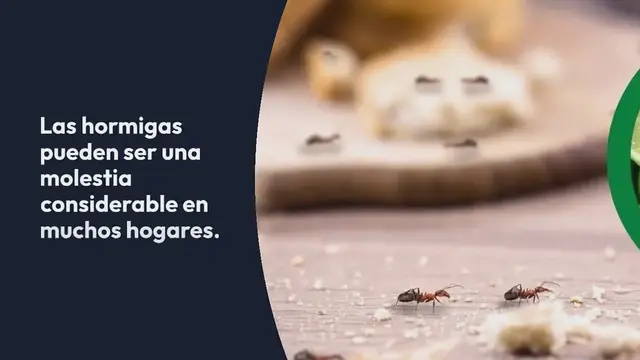 'Video thumbnail for Consejo de abuela: Cómo mantener las hormigas lejos de tu casa con solo café y limón'