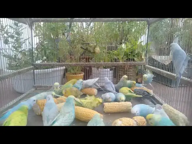 'Video thumbnail for Crowned Budgies 👑💛 The Most Elegant Mutations!#HogoromoBudgies #RareBirds #BeautifulBudgies'