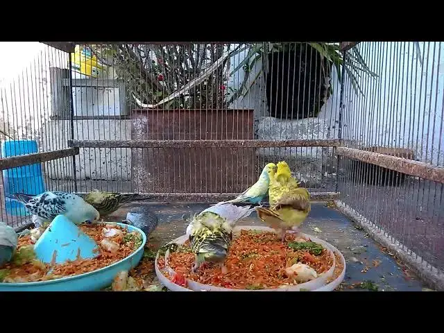 'Video thumbnail for Happy Budgies in Action Adorable Moments Unleashed! 🥰✨'