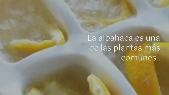 'Video thumbnail for Albahaca, dónde colocarla en casa: solo si la pones aquí la tendrás fuerte, sana e infinita:'