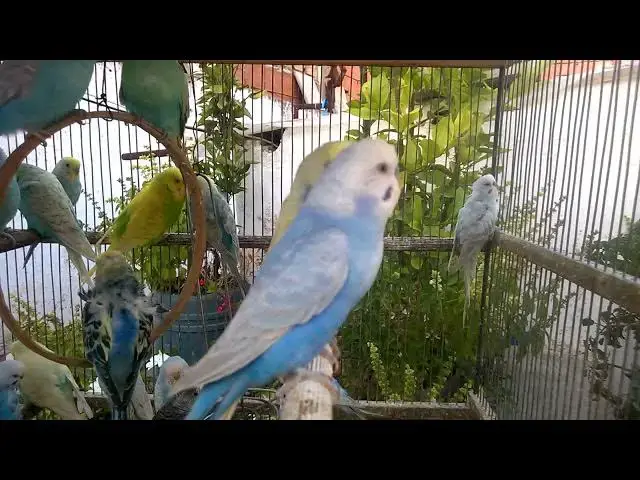 'Video thumbnail for Rainbow Budgies Bring the LOLs Hilarious Moments You Can't Miss! 😂💖'