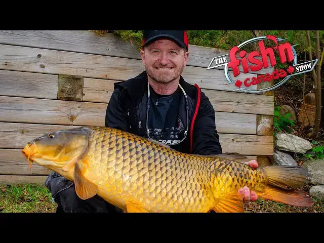 'Video thumbnail for Lake Scugog Carp Takes Angler for a Ride | Fish'n Canada'