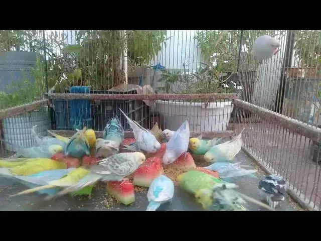 'Video thumbnail for The Benefits of Keeping Budgerigars Why They Make Great Pets!'