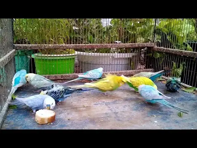 'Video thumbnail for 🦜 5 Adorable Parrot Behaviors That Melt Hearts! ❤️'