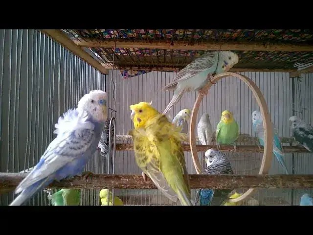 'Video thumbnail for Budgie ASMR   Ultra Crisp Bird Sounds for Sleep 🎧🌙 #BirdASMR #SleepSounds'
