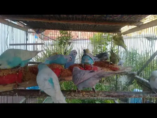 'Video thumbnail for Watch These Budgies Flirt & Chirp 💑😂  So Much LOVE!'