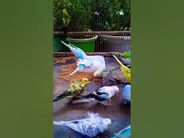 'Video thumbnail for This Amazon bird toy is SO COOL#birds#parrot #birdslover #budgis #lovebirds #budgiegar #cute #health'