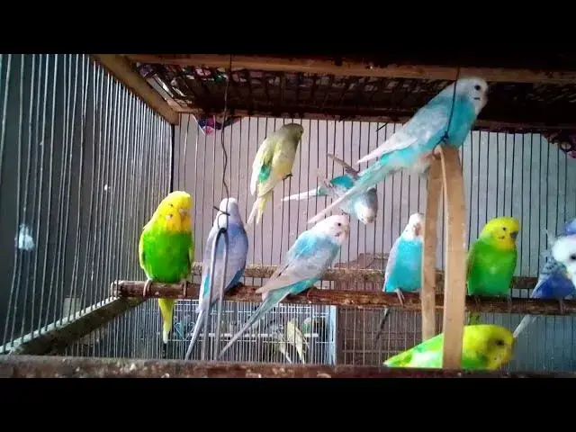 'Video thumbnail for 😂 Funniest Budgie Fails That Went Viral! 🤪🎥 #FunnyPets'