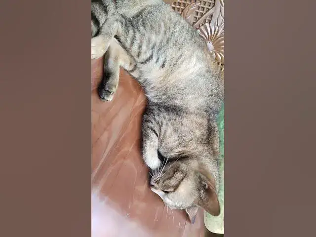'Video thumbnail for sleeping cat'